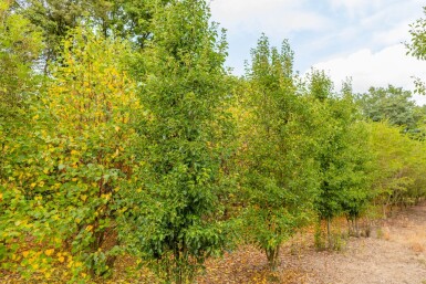 Pyrus calleryana 'Chanticleer' meerstammig 200-250