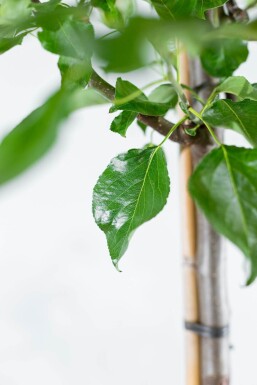 Pyrus calleryana 'Chanticleer' meerstammig 200-250