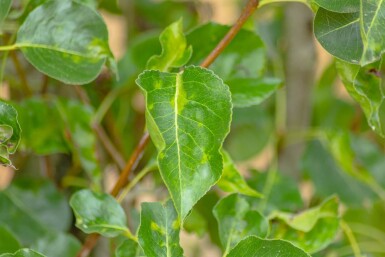 Pyrus calleryana 'Chanticleer' meerstammig 200-250