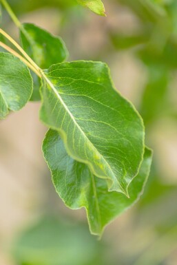 Pyrus calleryana 'Chanticleer' meerstammig 200-250