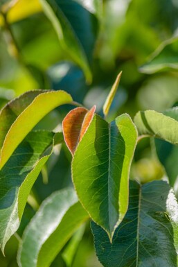 Pyrus calleryana 'Chanticleer' meerstammig 200-250