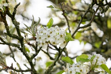 Pyrus calleryana 'Chanticleer' meerstammig 200-250