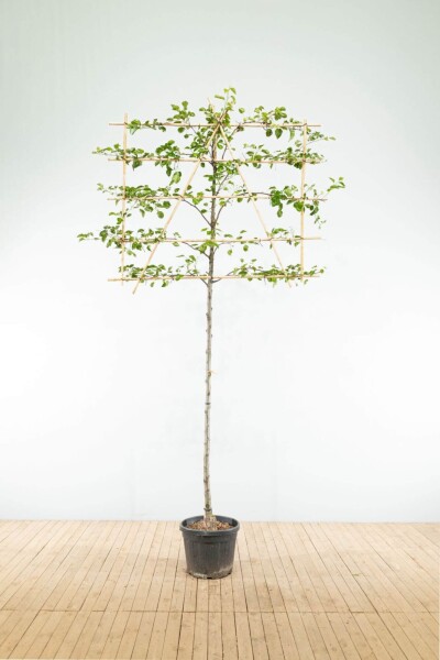 Pyrus calleryana 'Chanticleer' Spalierbaum Pyrus calleryana 'Chanticleer' Spalierbaum