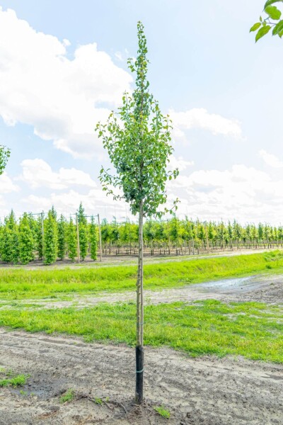 Pyrus communis 'Conference' Pyrus communis 'Conference'