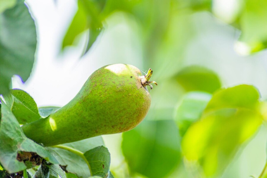 Pyrus Conferen Pyrus communis 'Conference'