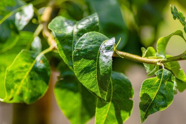 Pyrus communis 'Conference' hochstamm 10/12