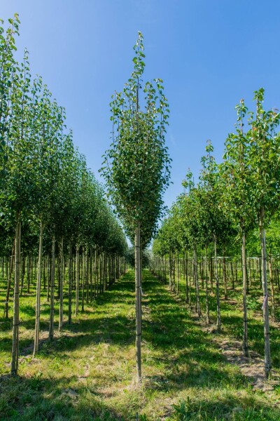 Pyrus communis subsp. caucasica