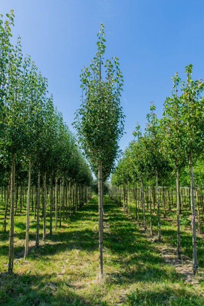 Pyrus communis subsp. caucasica Pyrus communis subsp. caucasica