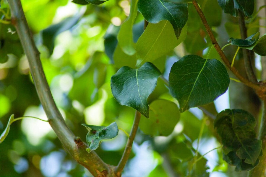 Pyrus communis subsp. caucasica Pyrus communis subsp. caucasica