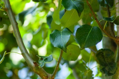 Pyrus communis subsp. caucasica