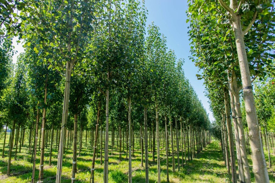 Pyrus com subsp. caucasica HO10/12 P/K Pyrus communis subsp. caucasica Hochstamm 10/12