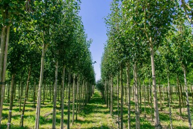 Pyrus com subsp. caucasica HO10/12 P/K Pyrus communis subsp. caucasica Hochstamm 10/12