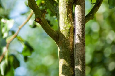 Pyrus com subsp. caucasica HO10/12 P/K Pyrus communis subsp. caucasica Hochstamm 10/12