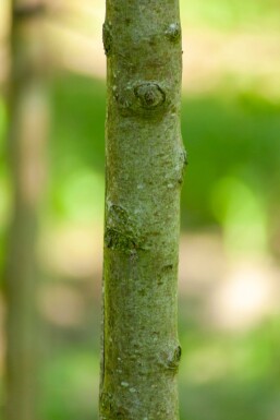 Pyrus communis subsp. caucasica hochstamm 10/12