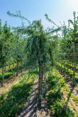 Pyrus salicifolia