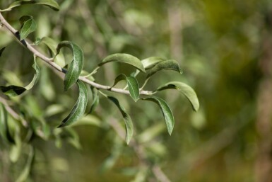 Pyrus salicifolia Pyrus salicifolia