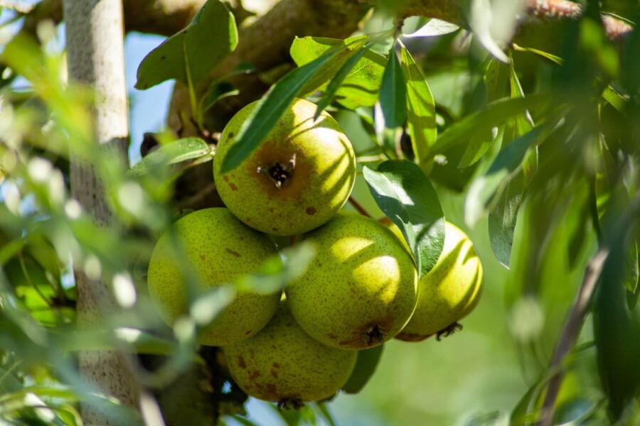 Pyrus salicifolia Pyrus salicifolia