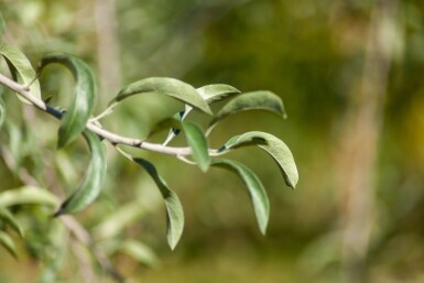 Pyrus salicifolia hoogstam 10/12