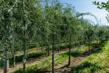 Pyrus salicifolia hoogstam 10/12