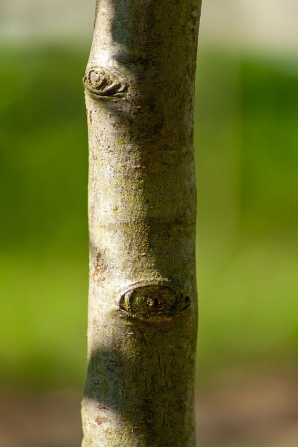 Pyrus salicifolia HO 10/12 P/K Pyrus salicifolia Hochstamm 10/12