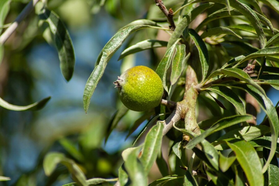 Pyrus salicifolia HO 10/12 P/K Pyrus salicifolia Hochstamm 10/12