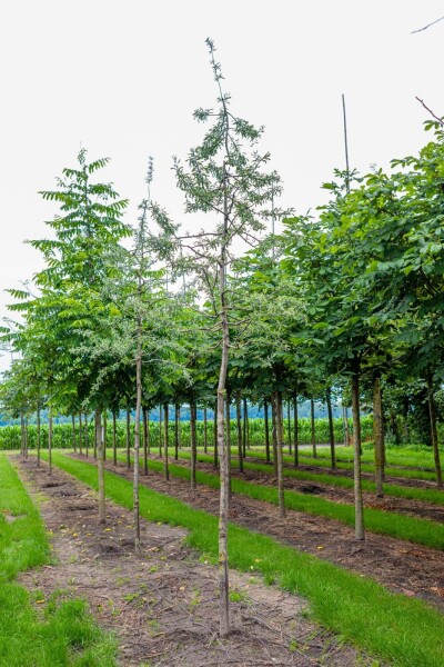 Pyrus salicifolia 'Pendula'