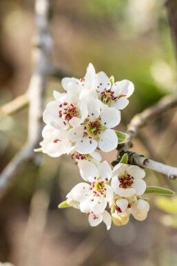 Pyrus salicifolia 'Pendula'