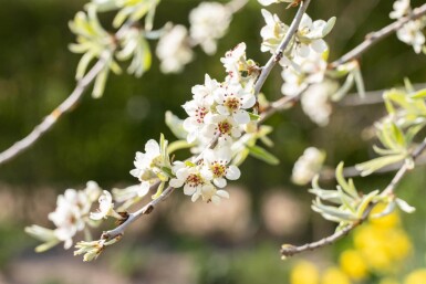 Pyrus salicifolia 'Pendula' halfstam 120cm stam