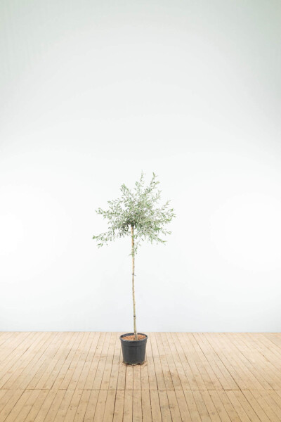 Pyrus salicifolia 'Pendula' Halbstamm Pyrus salicifolia 'Pendula' Halbstamm