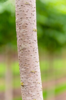 Pyrus salicifolia 'Pendula' halfstam 120cm stam