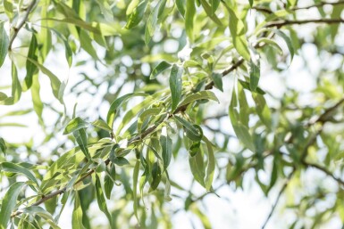 Pyrus salicifolia 'Pendula' halfstam 120cm stam