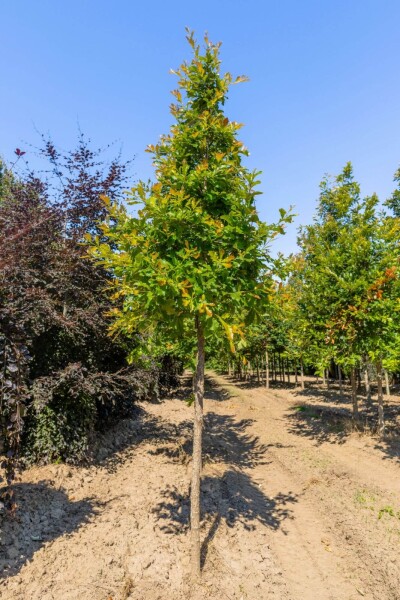 Quercus bicolor