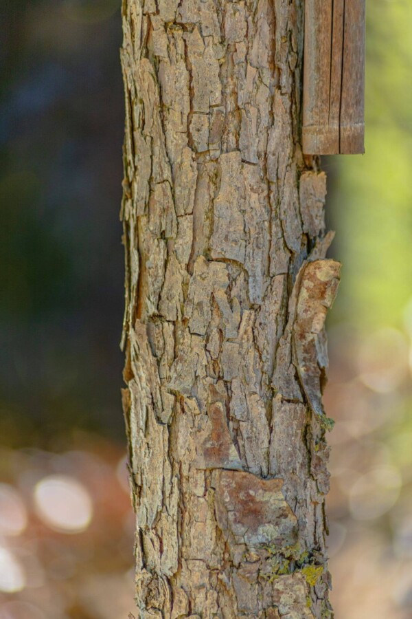 Quercus bicolor Quercus bicolor