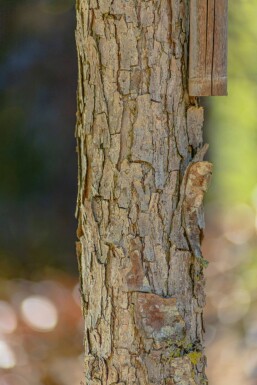 Quercus bicolor