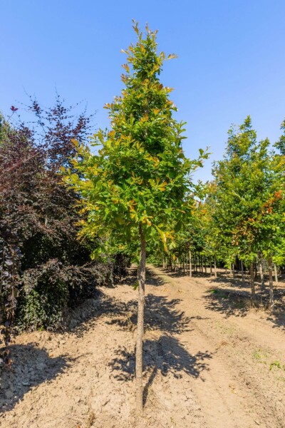 Quercus bicolor Hochstamm Quercus bicolor Hochstamm