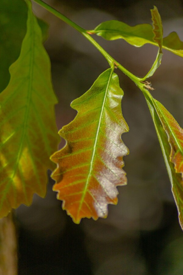 Quercus bicolor HO 12/14 P/K Quercus bicolor Hochstamm 12/14