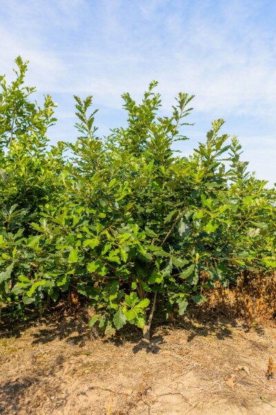 Quercus bicolor meerstammig