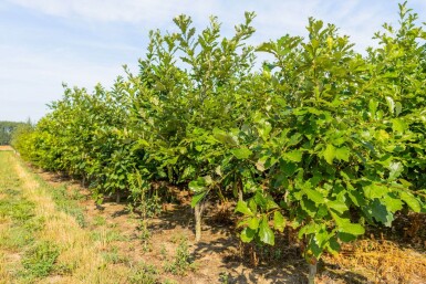 Quercus bicolor mehrstämmig 200-250