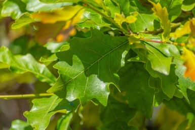 Quercus bicolor mehrstämmig 200-250