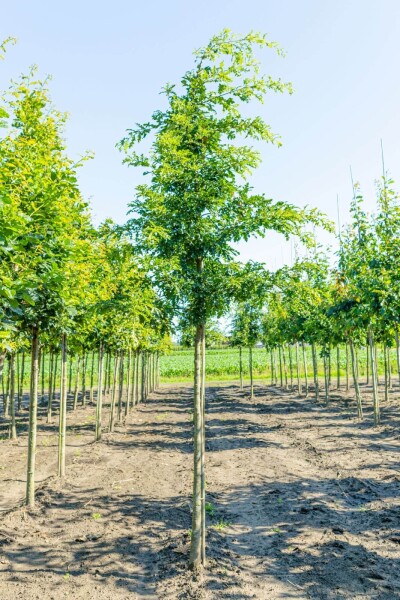 Quercus cerris Quercus cerris