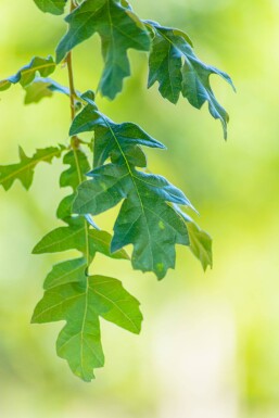 Quercus cerris