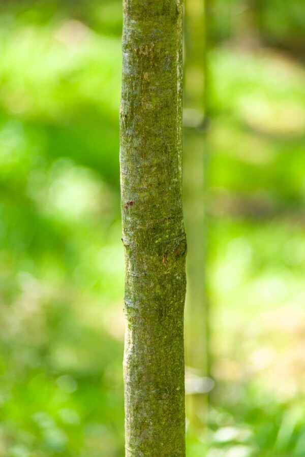 Quercus cerris Quercus cerris