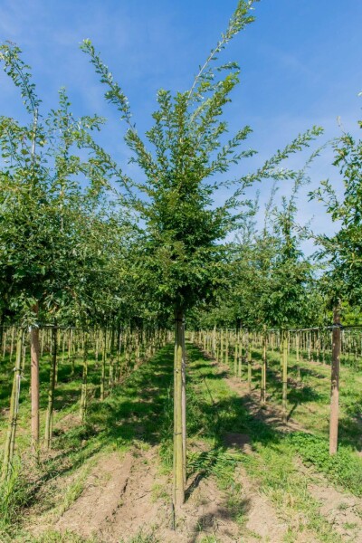 Quercus cerris Hochstamm Quercus cerris Hochstamm