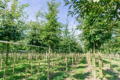 Quercus cerris hochstamm 10/12