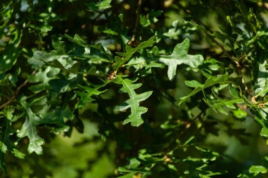 Quercus cerris hochstamm 10/12