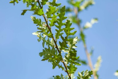 Quercus cerris hochstamm 10/12