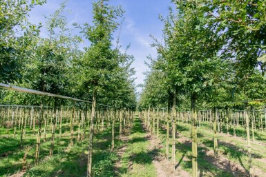 Quercus cerris hochstamm 10/12