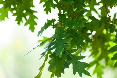 Quercus cerris hochstamm 10/12