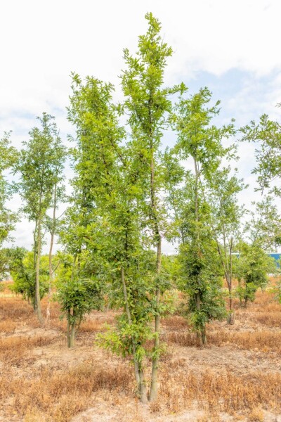 Quercus cerris mehrstämmig