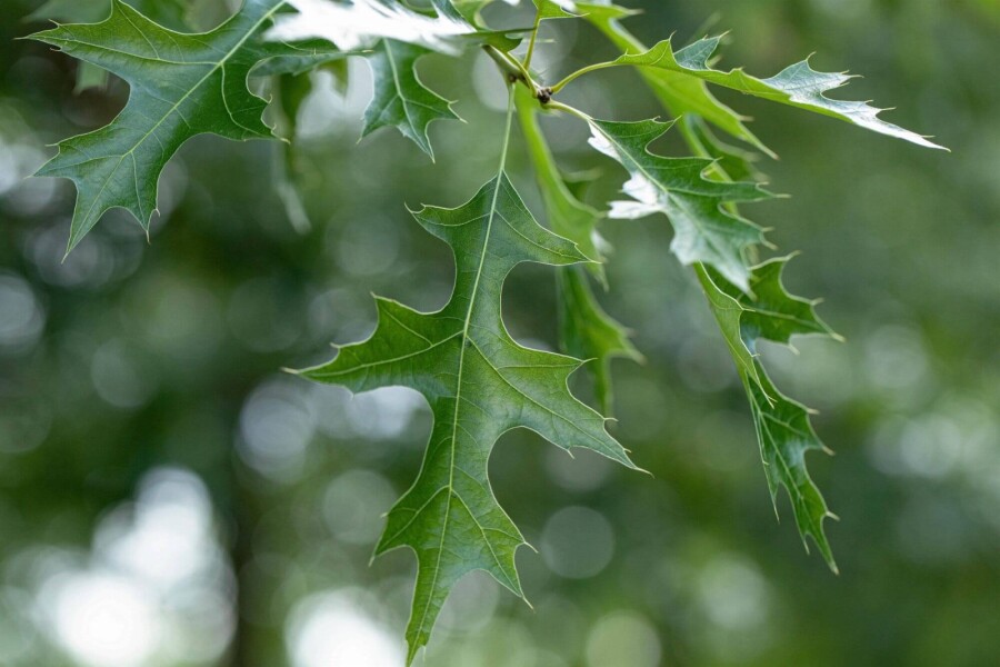 Quercus coccinea Quercus coccinea